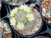 f316c748-mammillaria duwei.JPG